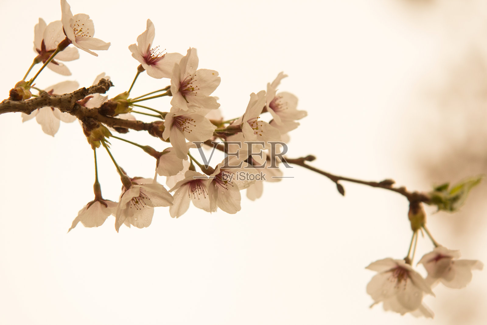 樱花照片摄影图片