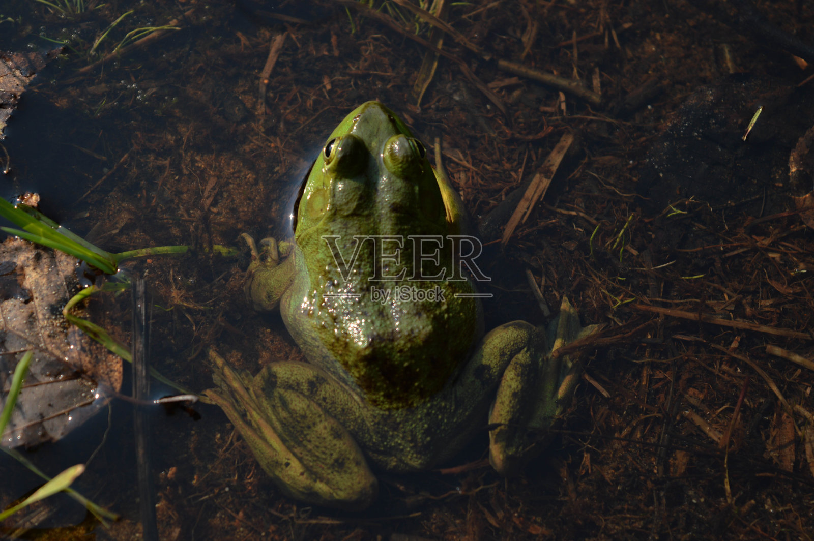 牛的青蛙照片摄影图片