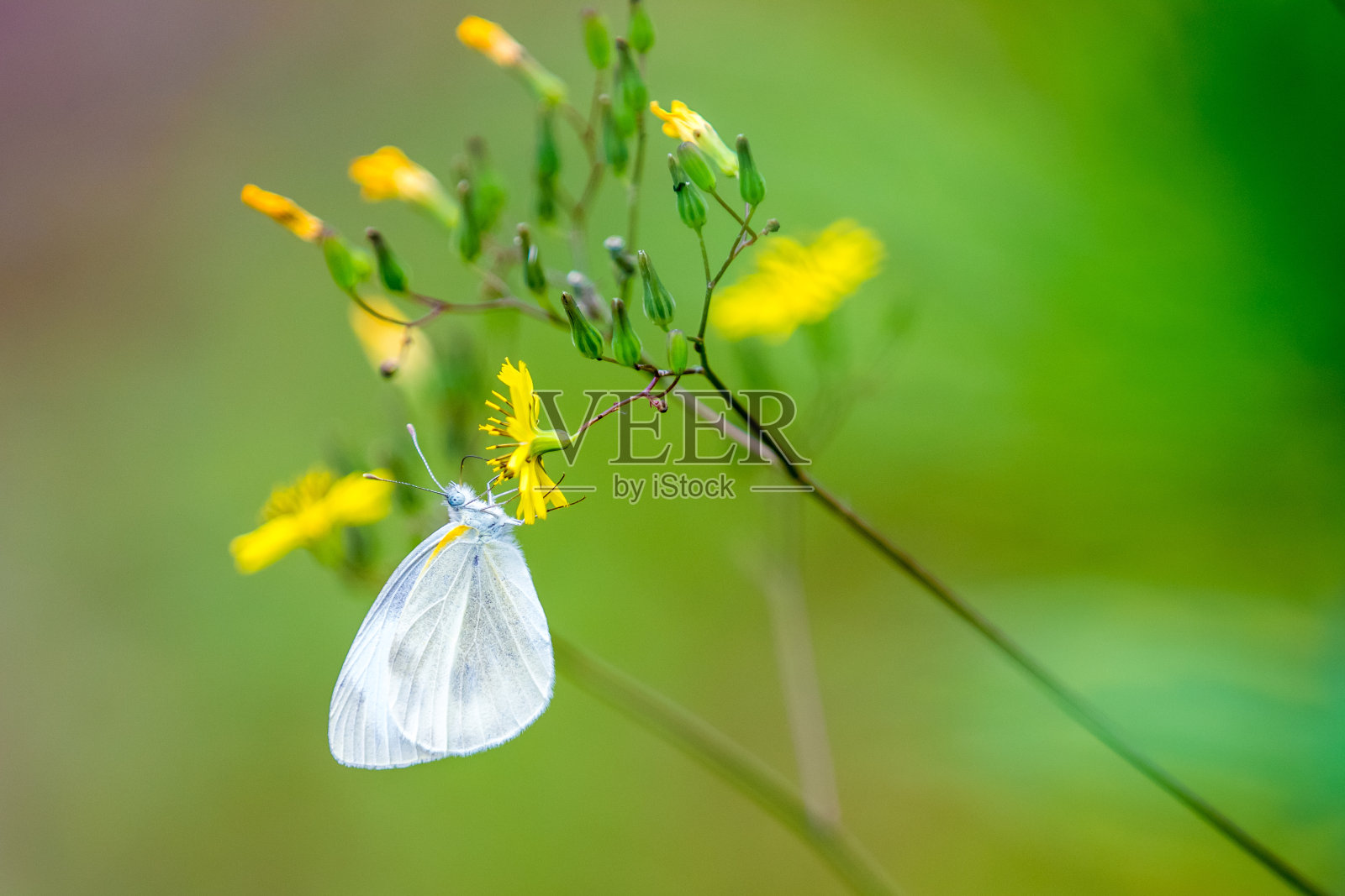 卷心菜蝴蝶在喝黄色的花照片摄影图片