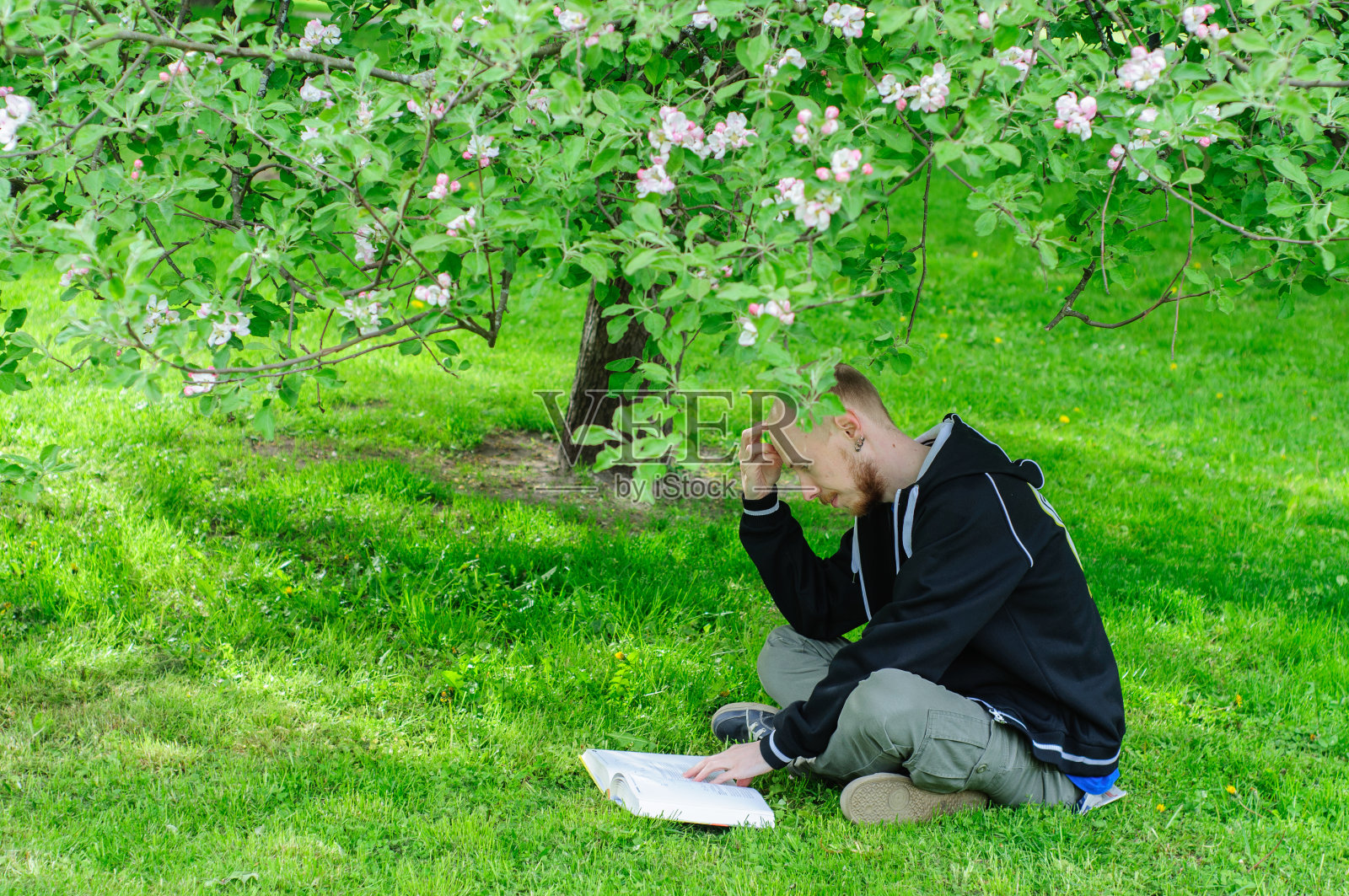 年轻人在盛开的树下看书照片摄影图片