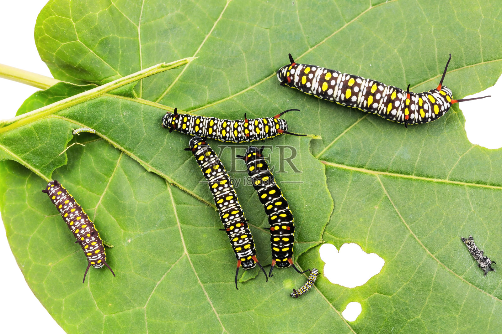 常见的老虎毛毛虫照片摄影图片