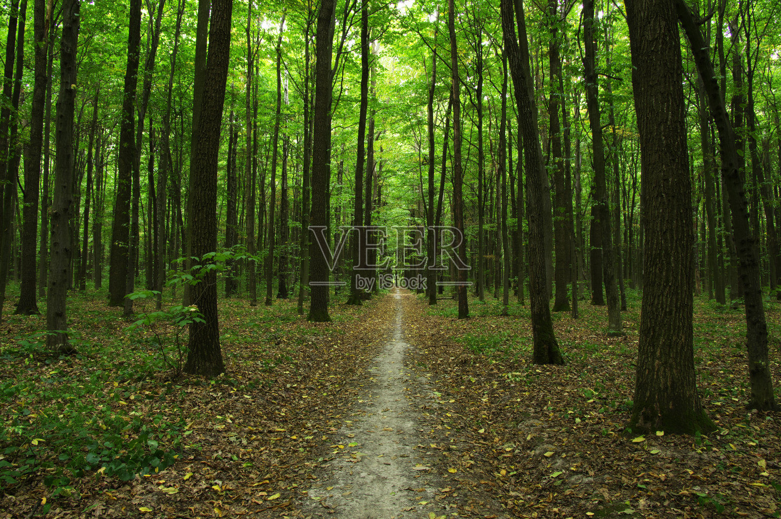 树照片摄影图片