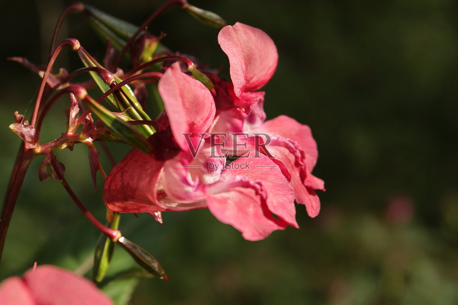 印度凤仙花照片摄影图片