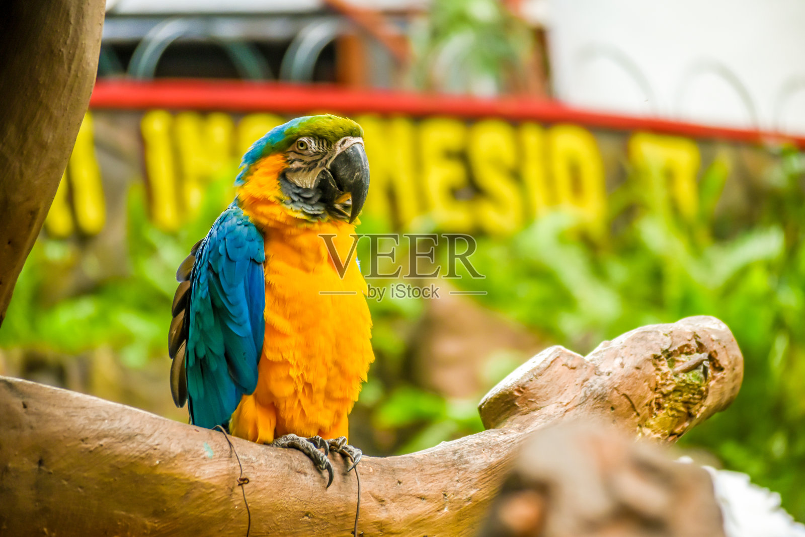 鹦鹉澳门阿拉若纳黄蓝照片摄影图片
