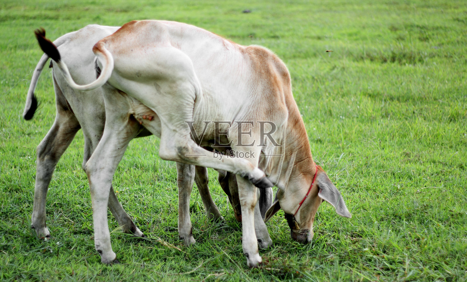 在绿色草地上吃草的牛照片摄影图片