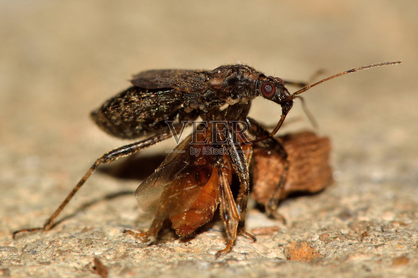 蚁青虫(Himacerus mirmicoides)从侧面捕食苍蝇照片摄影图片