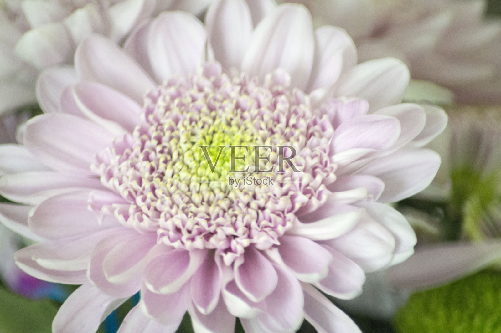 粉红色的花照片摄影图片