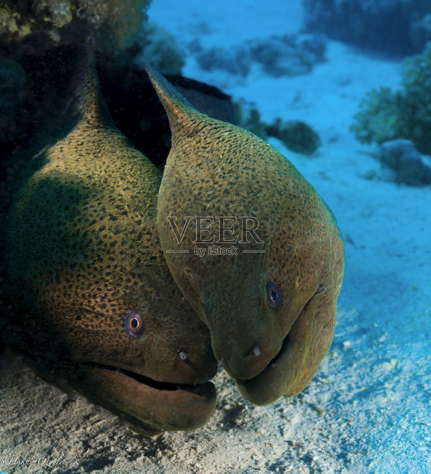 情人照片摄影图片