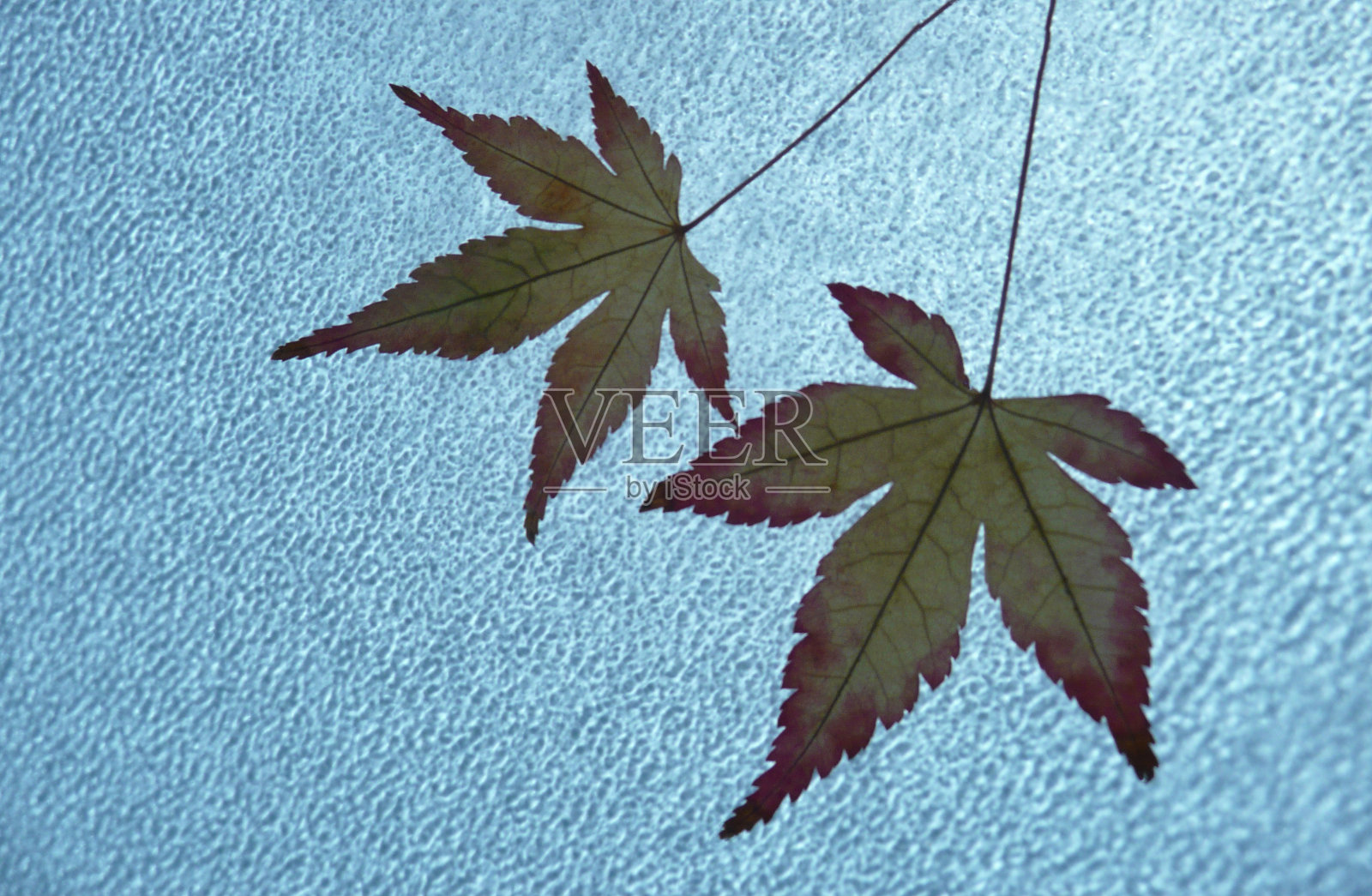 脆照片摄影图片