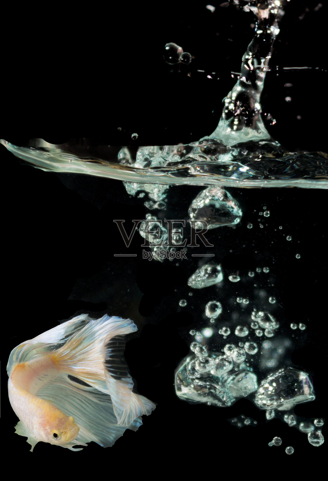 暹罗斗鱼，白背景上孤立的斗鱼照片摄影图片