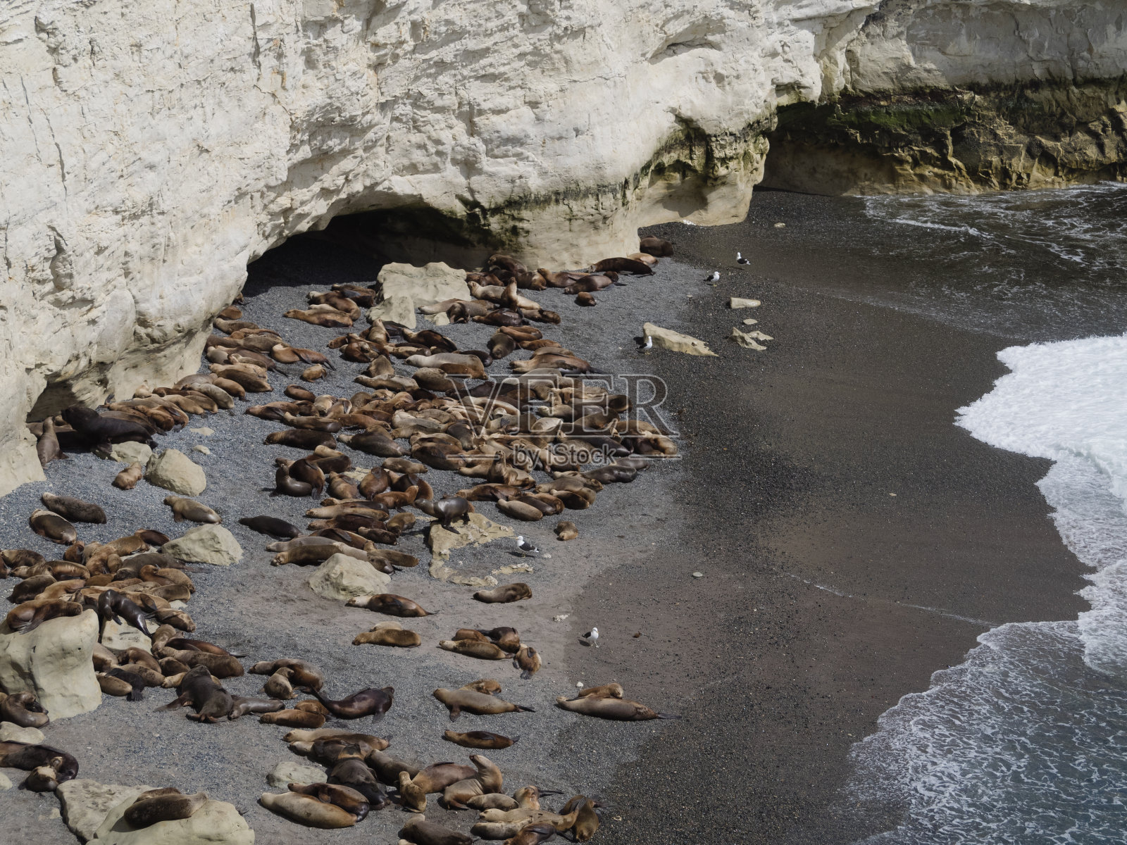 巴塔哥尼亚海狮的殖民地照片摄影图片
