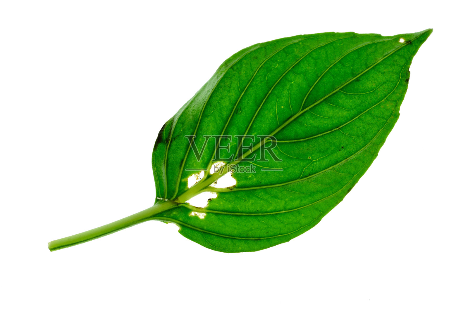 绿叶孤立在白色背景上照片摄影图片