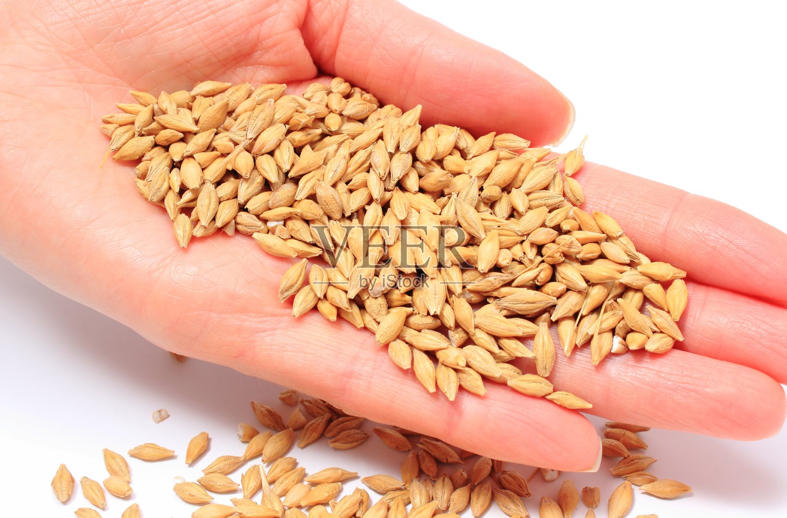 大麦谷物在女人手中。白色背景照片摄影图片