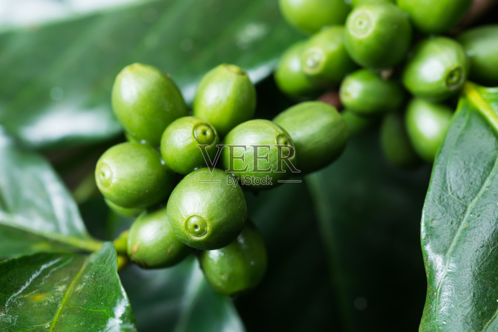 咖啡系列:新鲜咖啡浆果