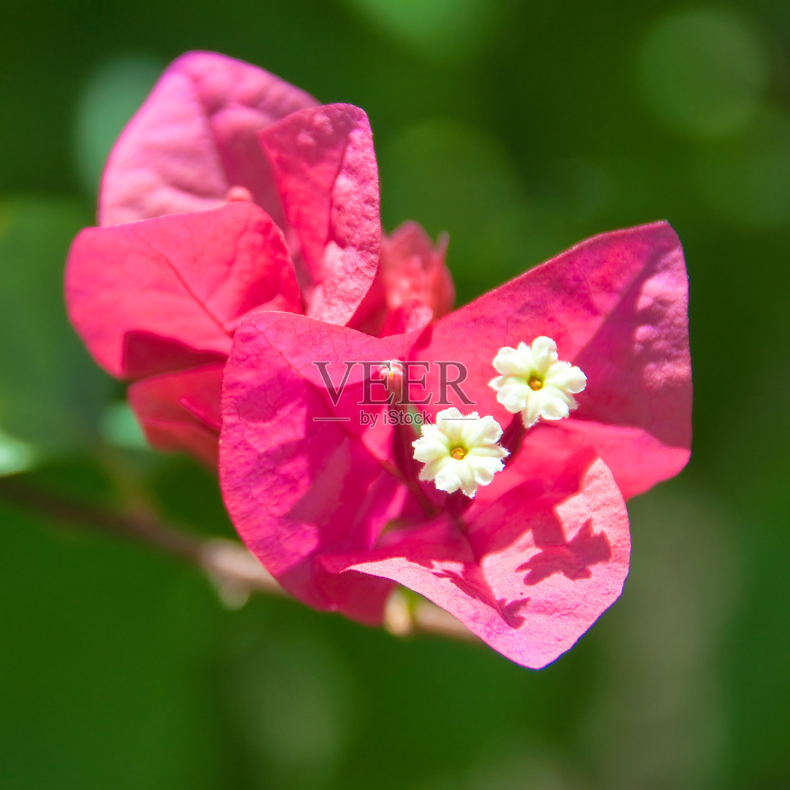 粉红九重葛近，绿色园林自然背景照片摄影图片