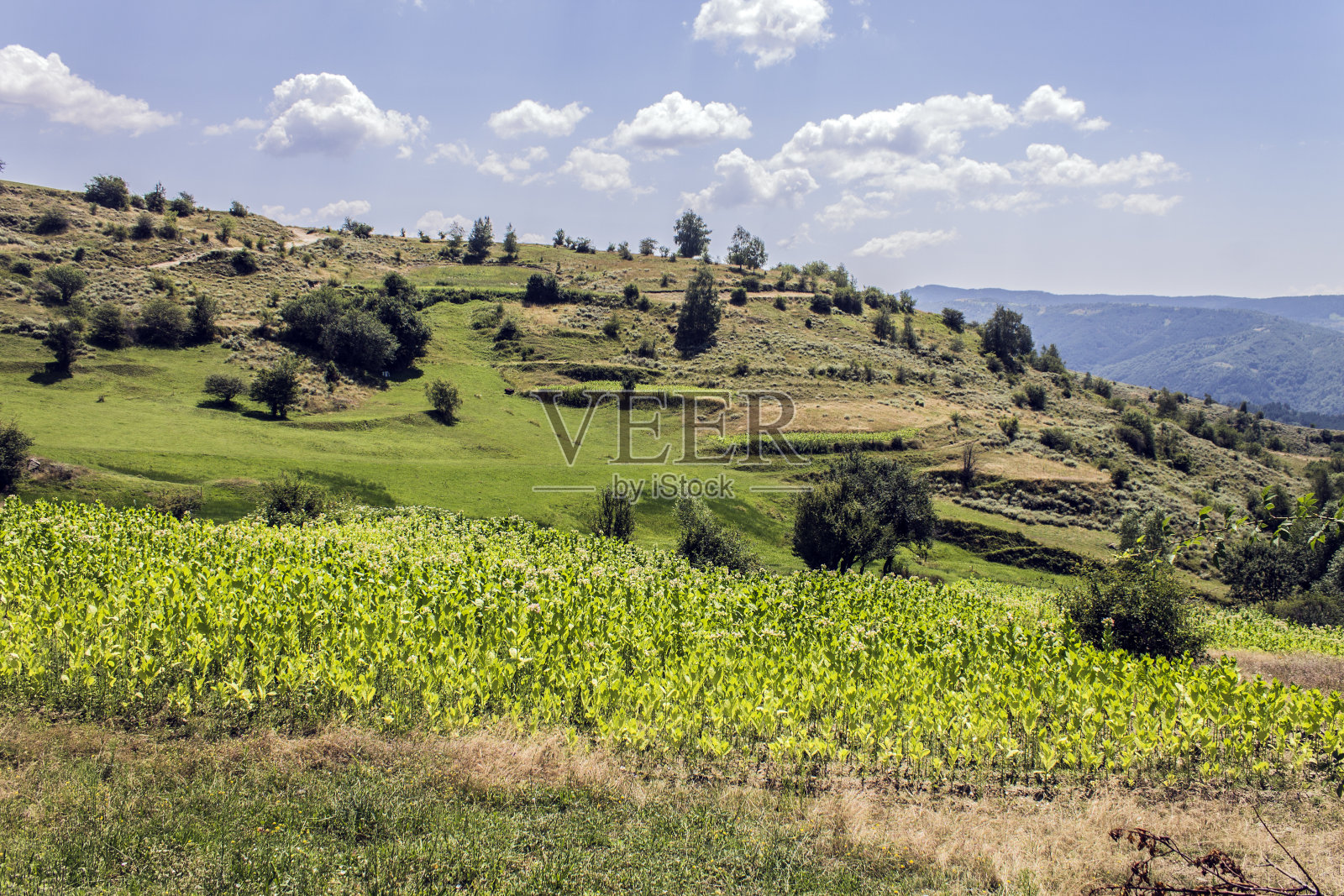 夏天美丽的山照片摄影图片