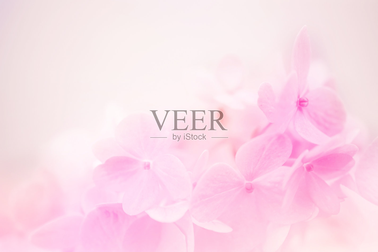 甜粉绣球在柔和的颜色风格照片摄影图片