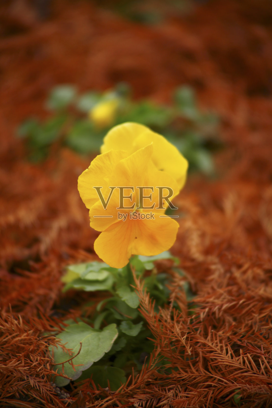 三色堇花。照片摄影图片