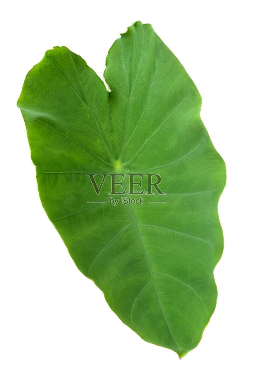 象耳芋头的叶子照片摄影图片