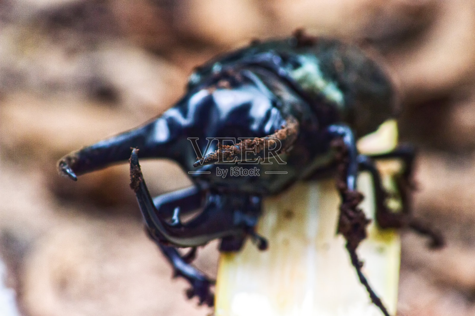 黑色大甲虫黄胆虫atlas照片摄影图片