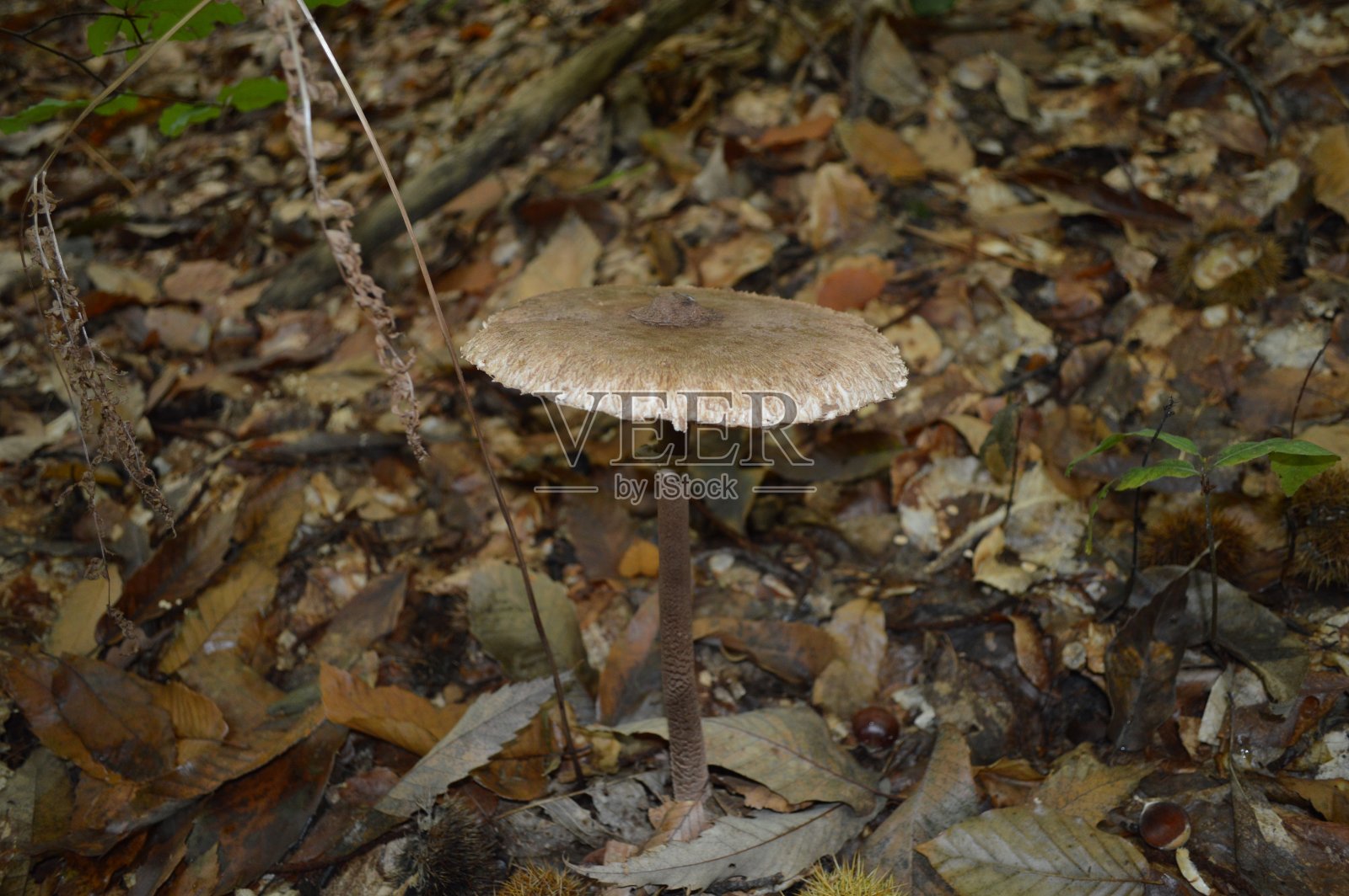 可食用的蘑菇照片摄影图片