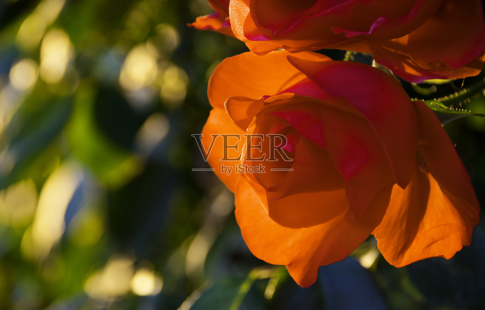 美丽的托斯卡纳玫瑰照片摄影图片