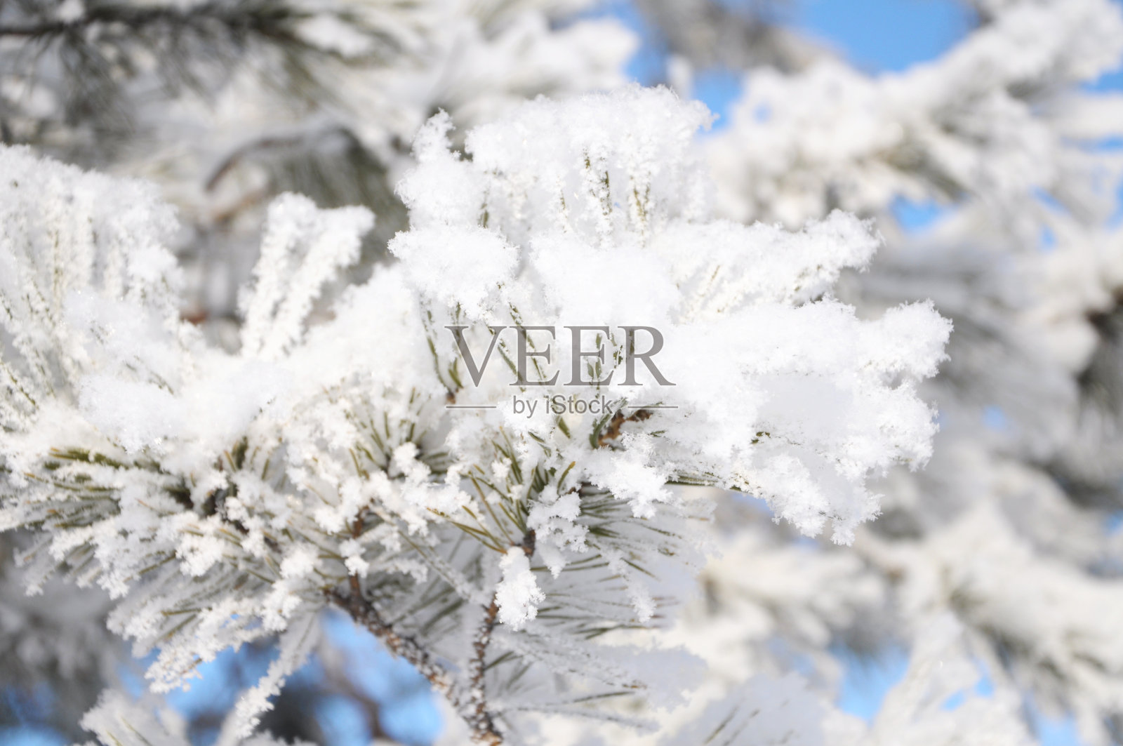 冷杉树绒毛白霜照片摄影图片