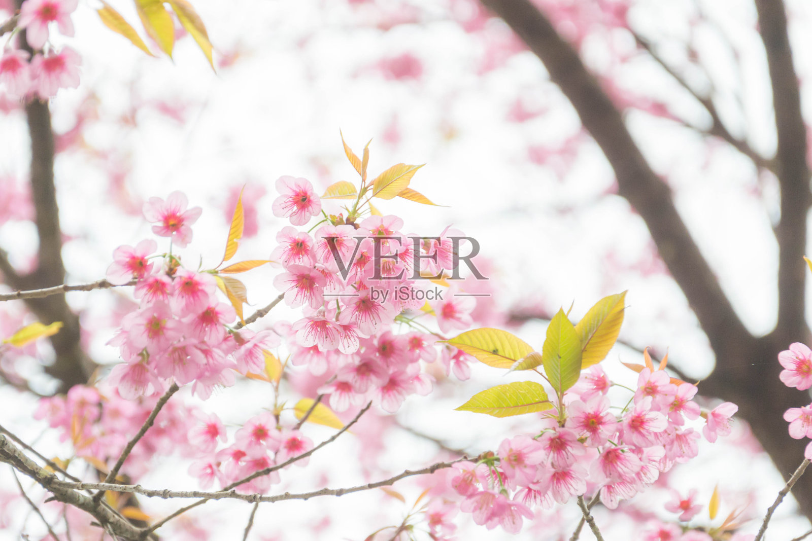 泰国樱花是粉红色的花照片摄影图片