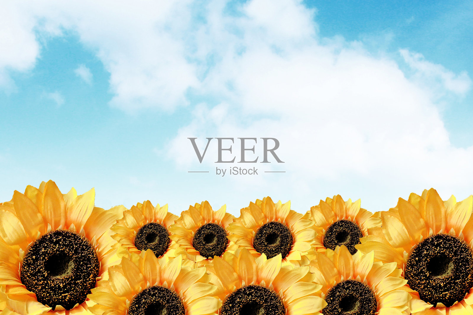 向日葵照片摄影图片