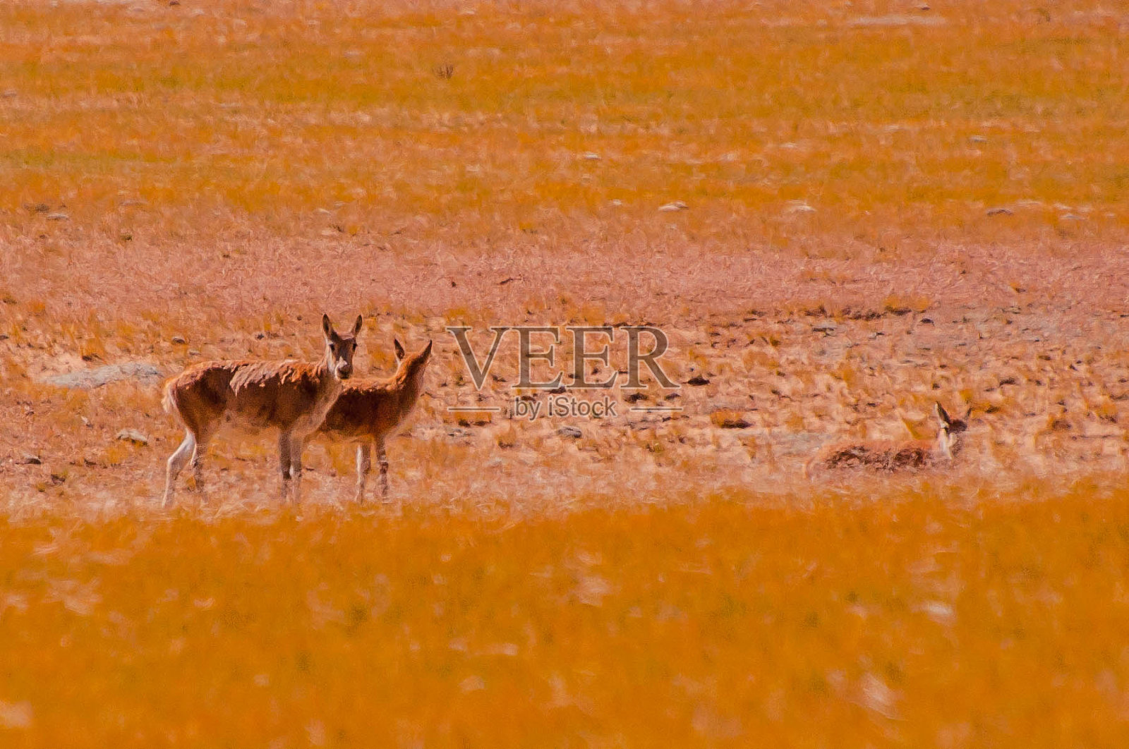 隐藏的藏羚羊照片摄影图片