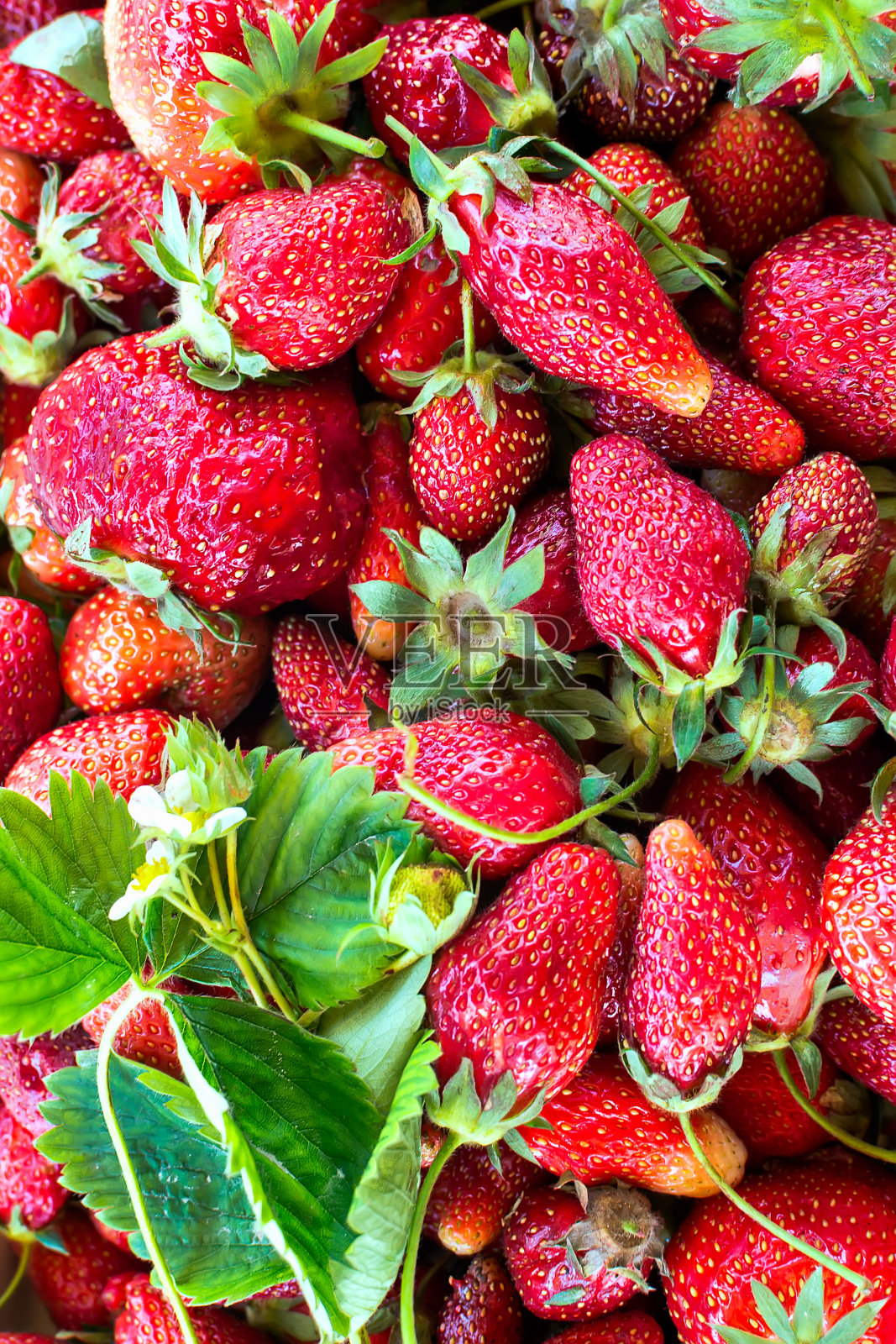 草莓照片摄影图片