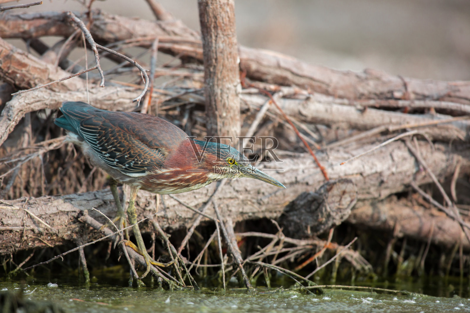 苍鹭捕鱼。照片摄影图片