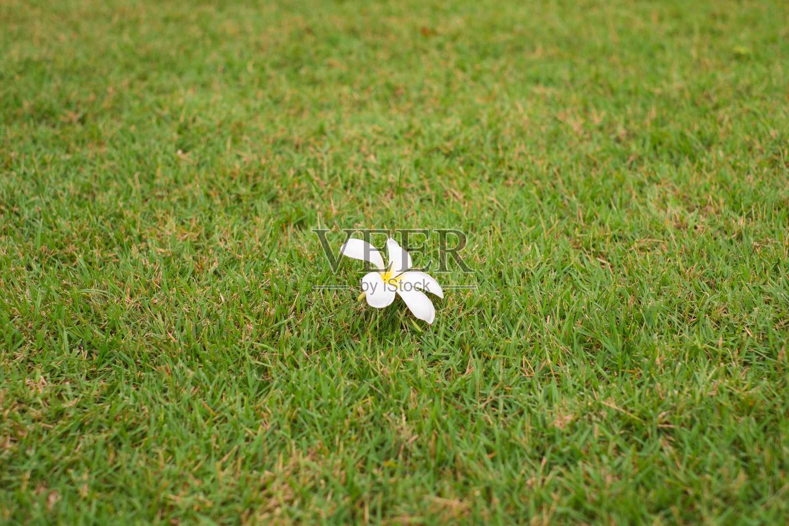 白色的花在绿色的背景上照片摄影图片