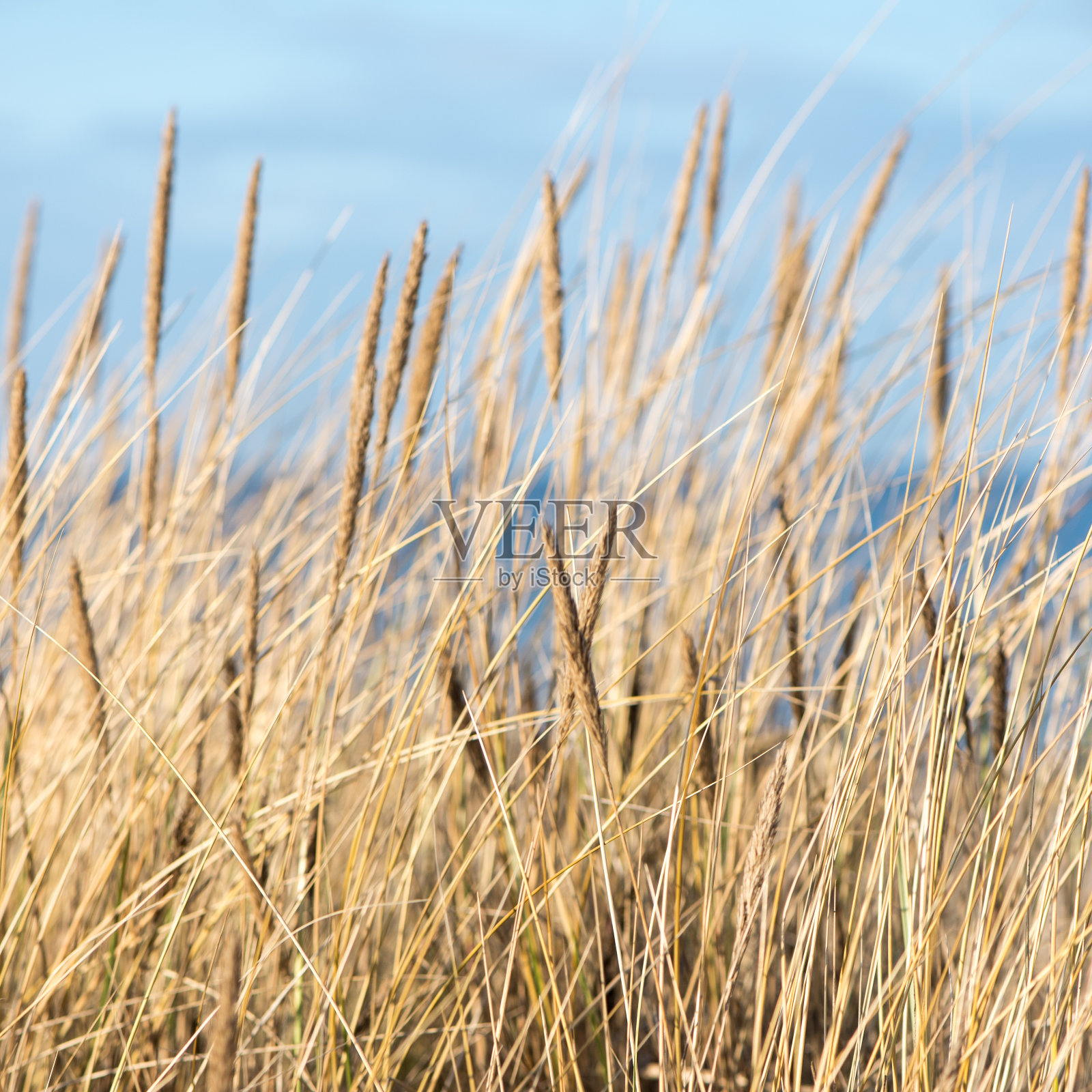美丽的干草和弯曲的背景照片摄影图片