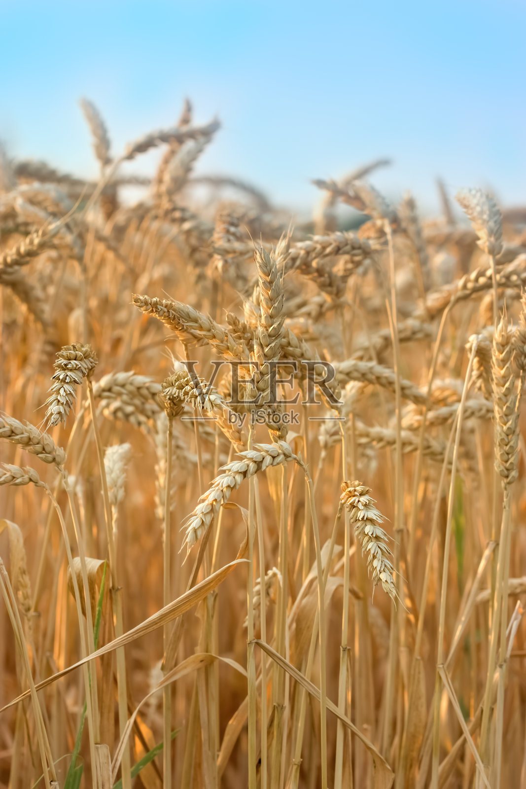 麦田照片摄影图片
