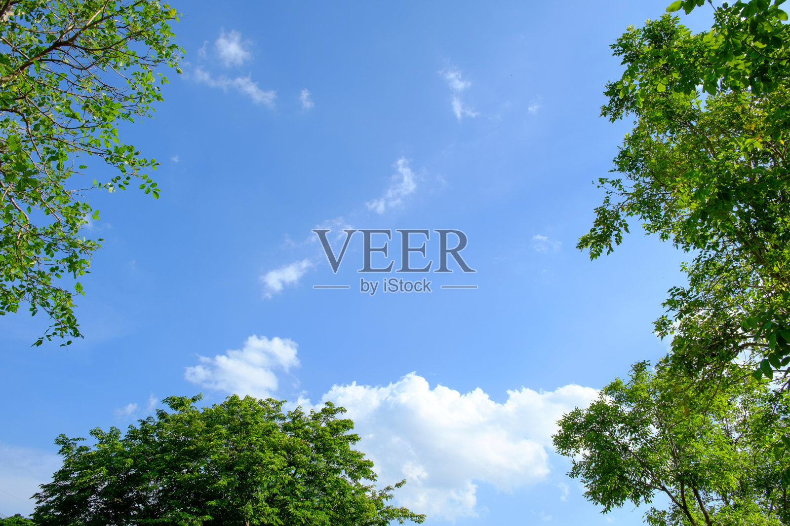 白云环绕着树木，映衬着美丽的晴空照片摄影图片