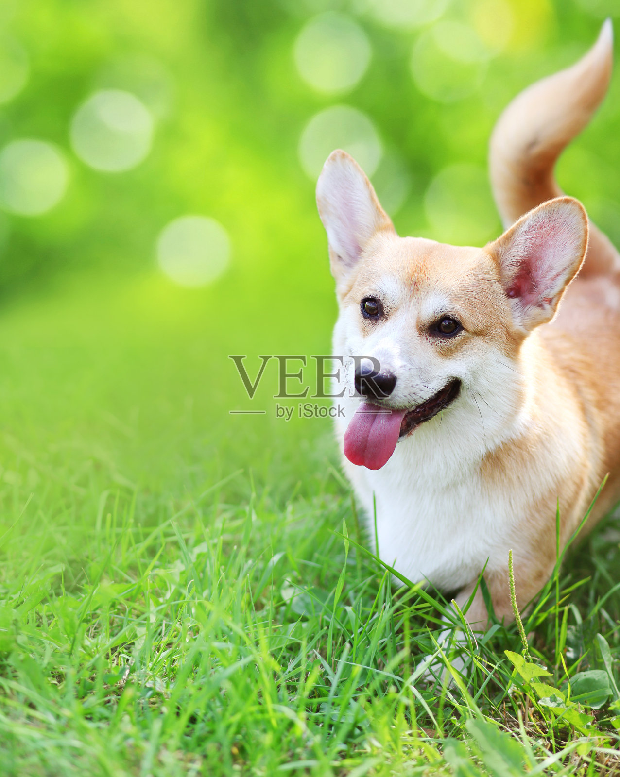 夏天的草地上快乐的狗照片摄影图片