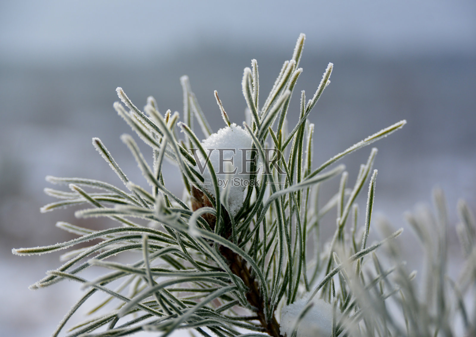 弗罗斯特在松树照片摄影图片