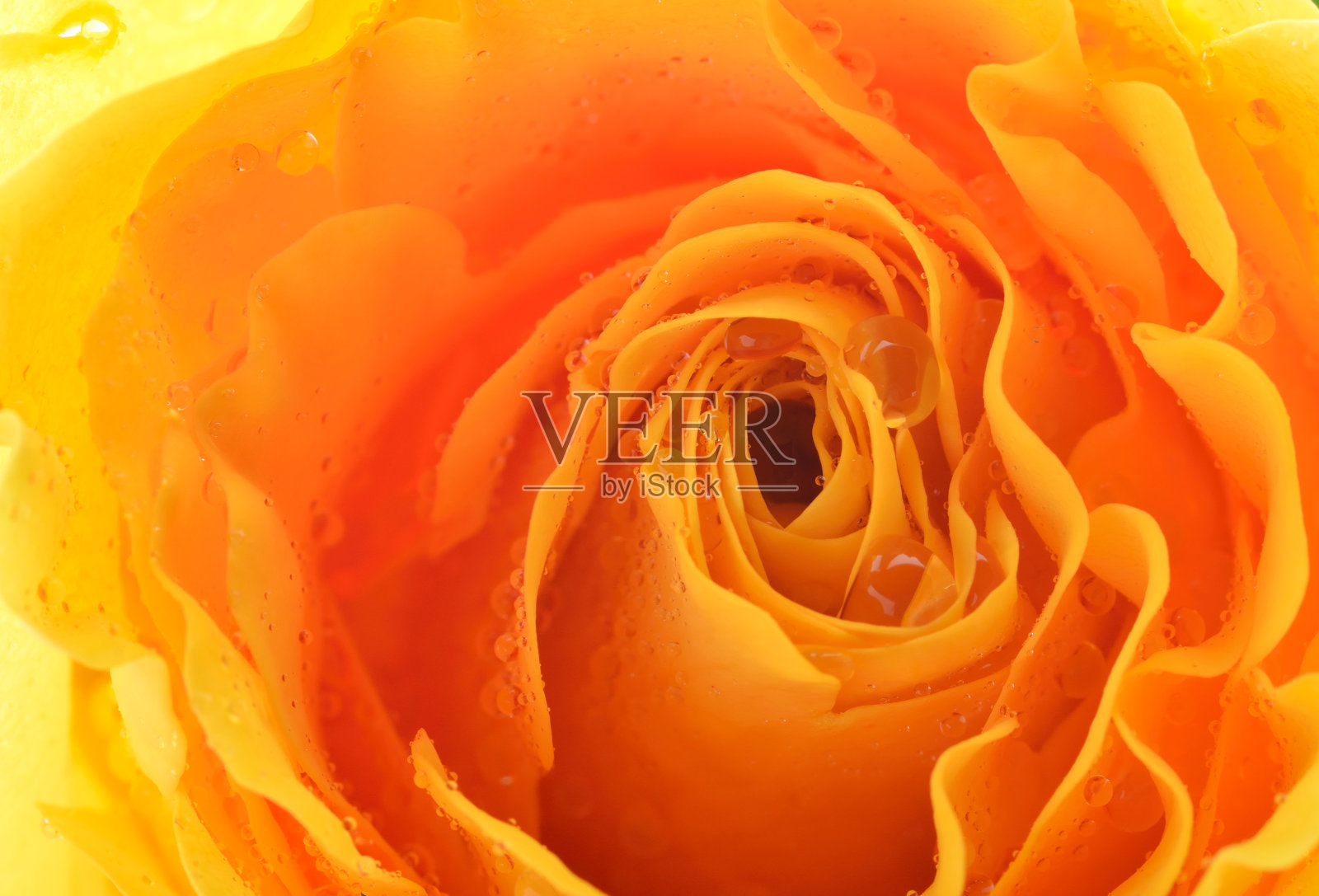 近距离微距的玫瑰照片摄影图片