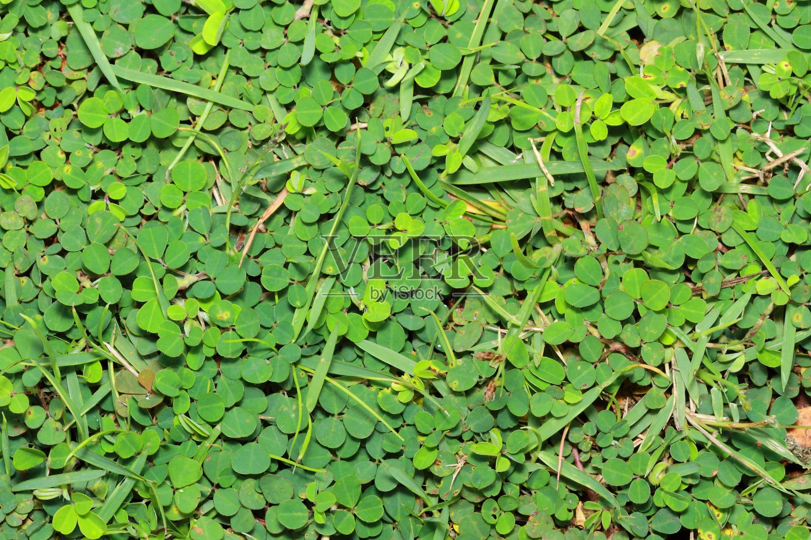 绿草照片摄影图片