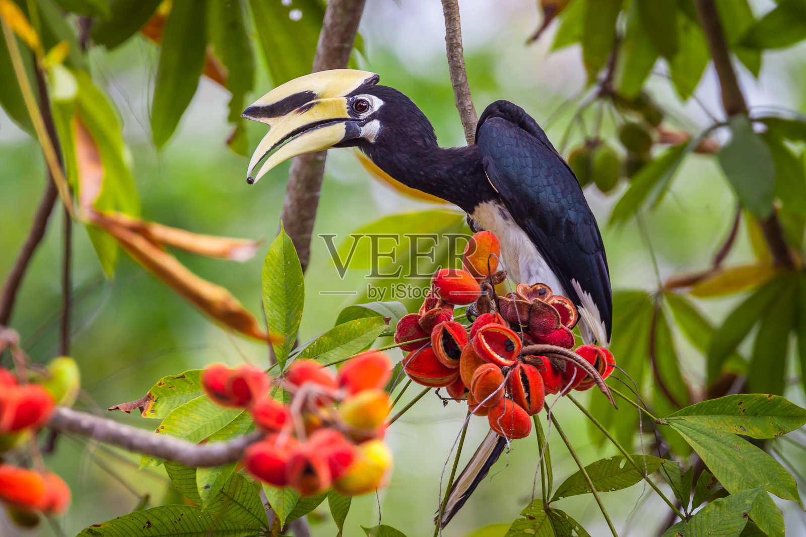 近距离观察东方花斑犀鸟(白炭黑)照片摄影图片