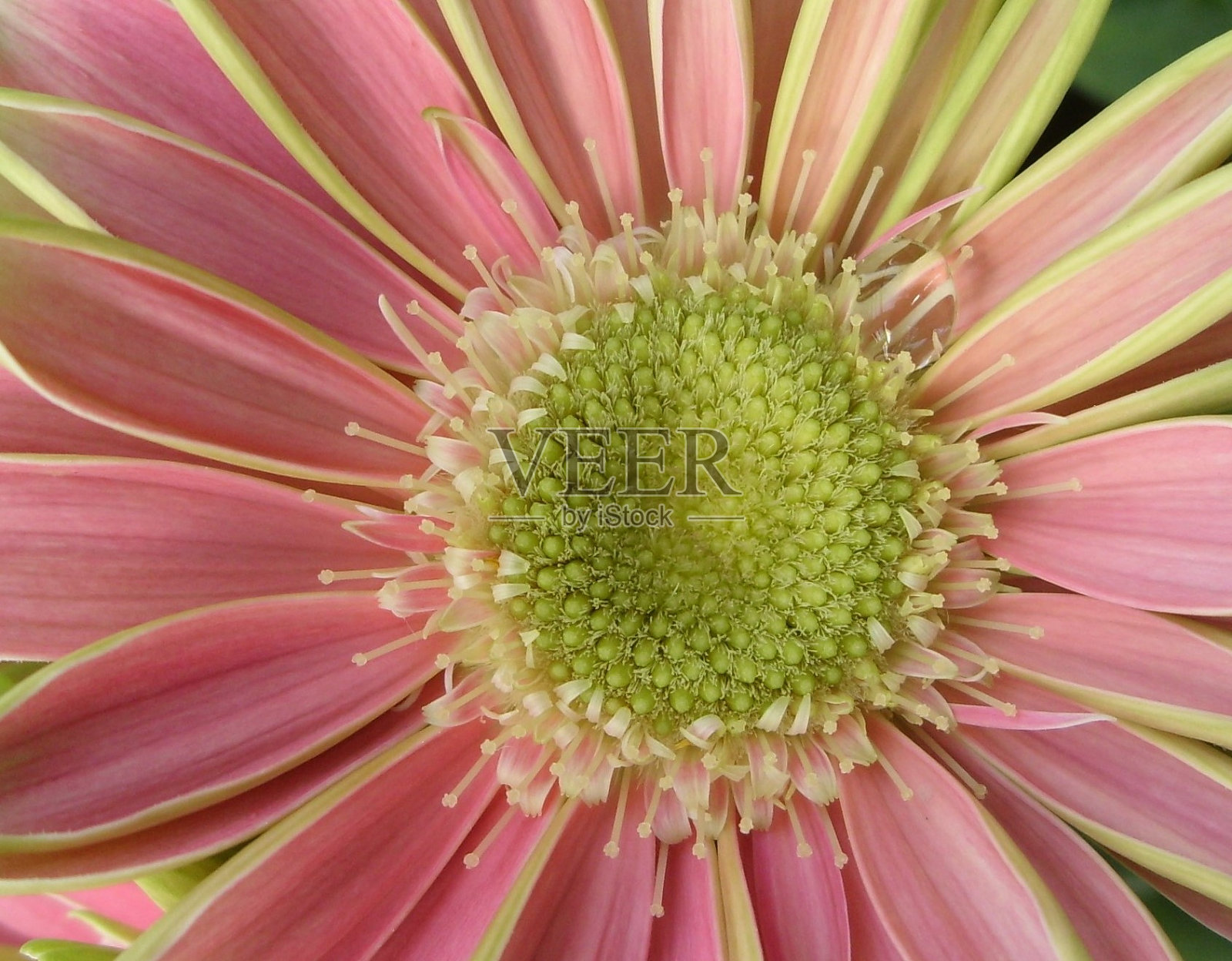 粉红绿花照片摄影图片