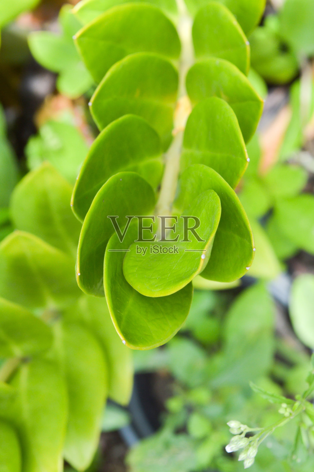 扎米奥库卡斯扎米福利亚树照片摄影图片