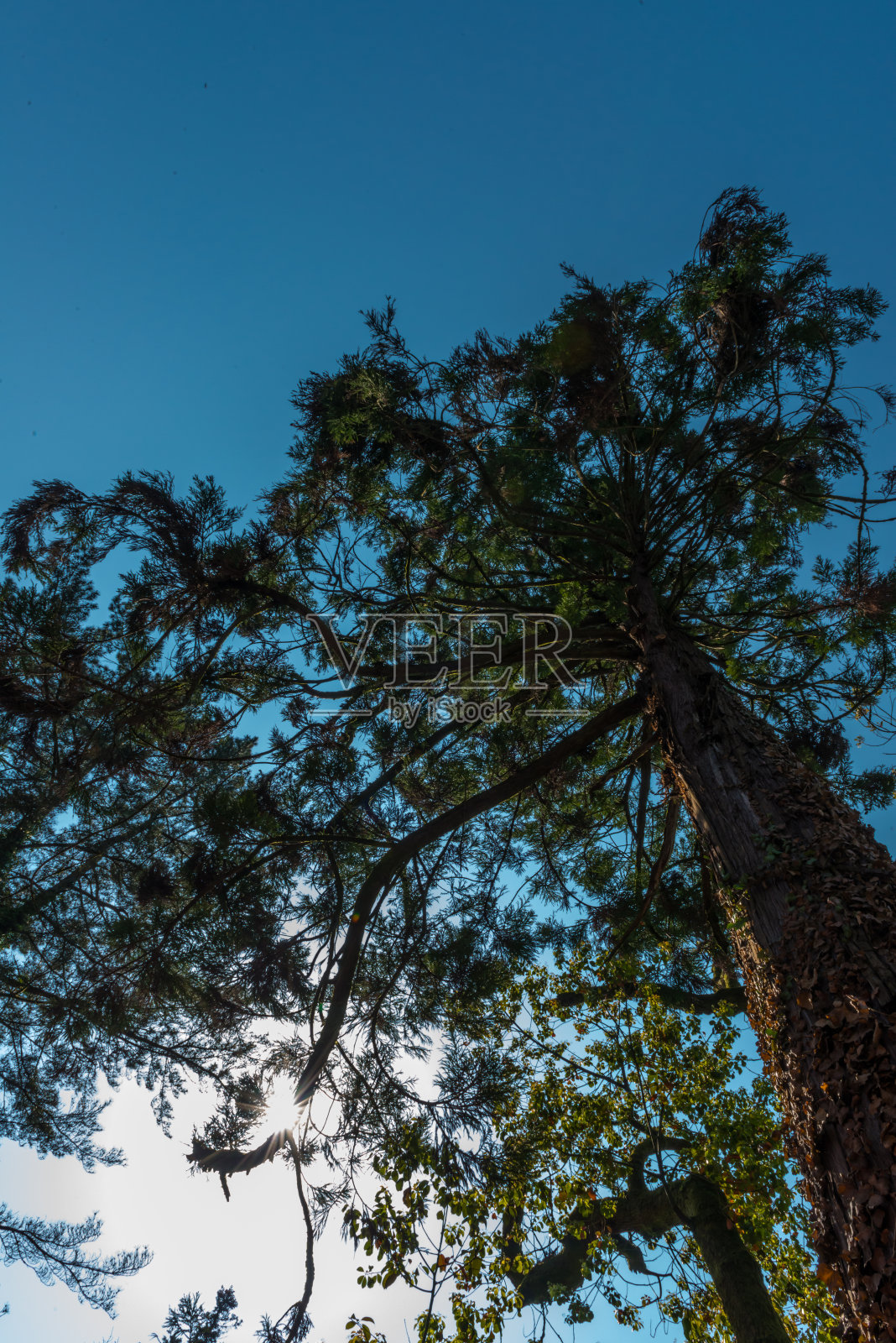 植物园照片摄影图片
