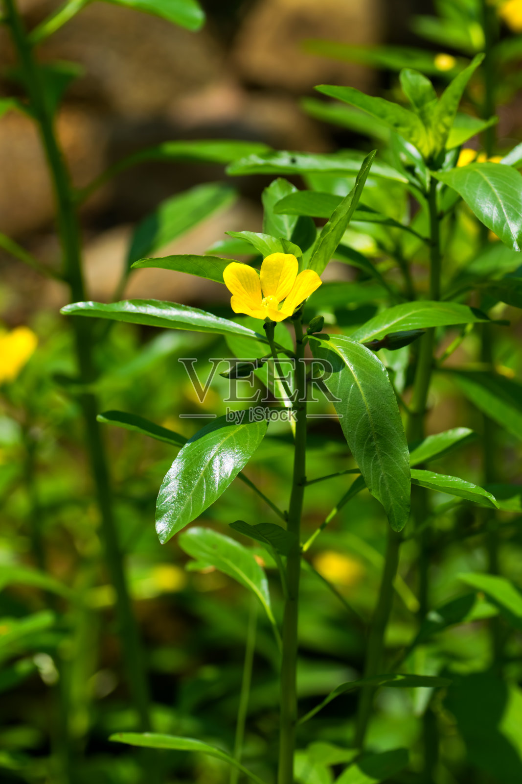 白藜芦醇，托叶草，翁属，濒危ⅡVU类照片摄影图片