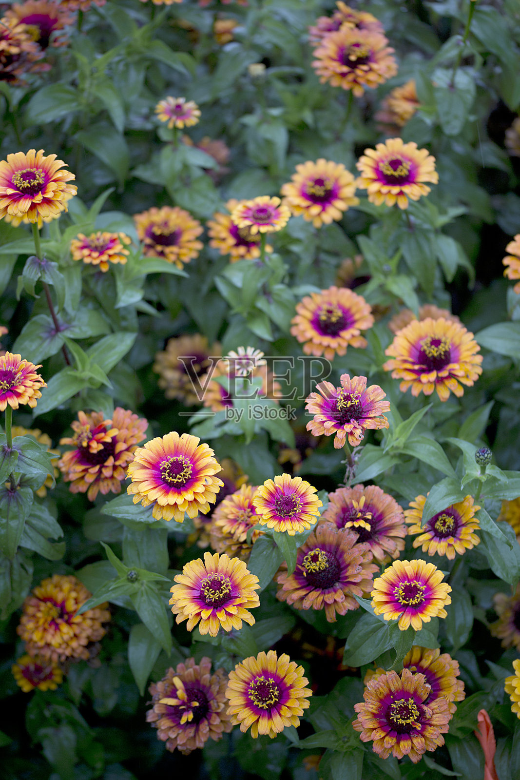 百日草-卓伊-黄色火焰照片摄影图片