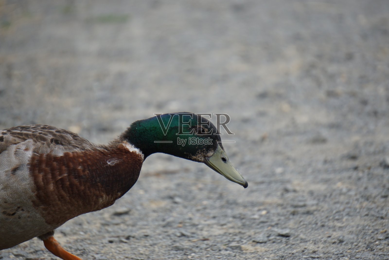 走野鸭照片摄影图片
