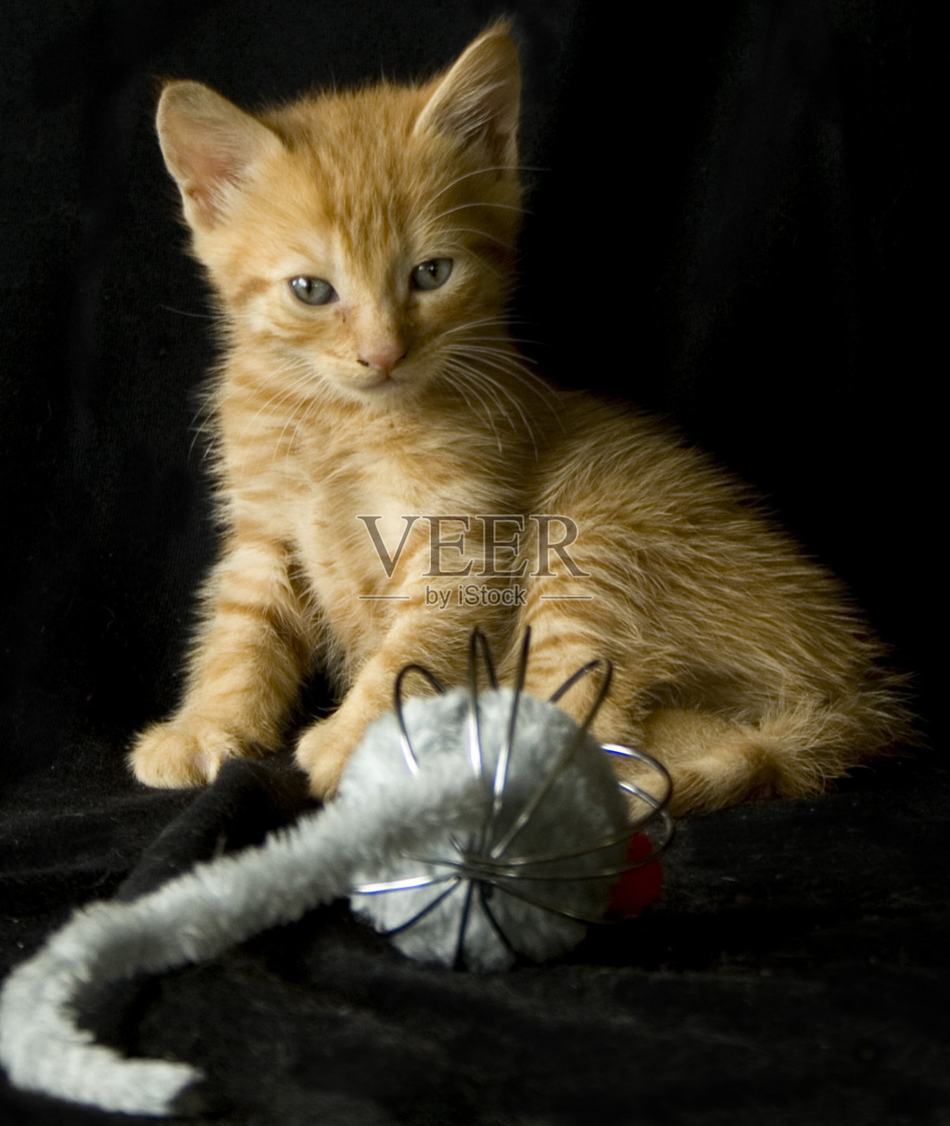 姜的小猫照片摄影图片