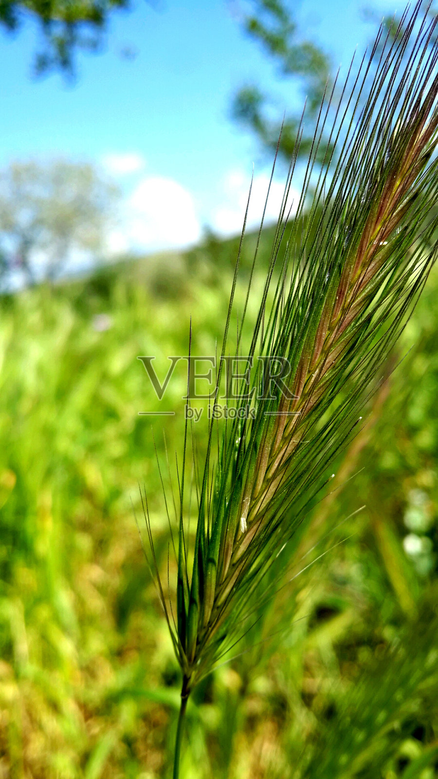 耳朵的粮食照片摄影图片