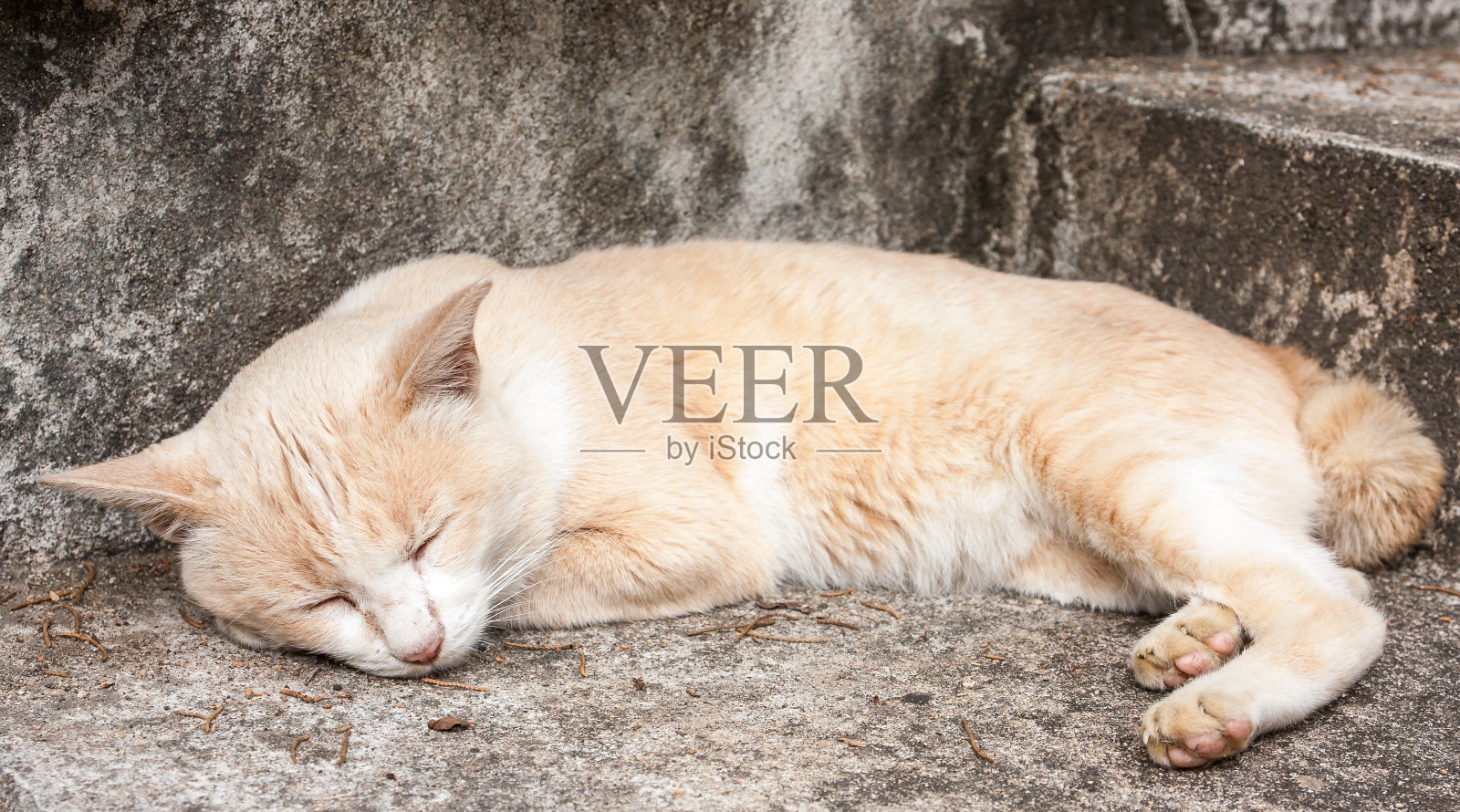 沉睡的猫照片摄影图片